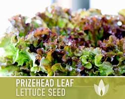 Image result for Lettuce Green 1977 Hussmann