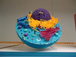 Animal cell project foam ball. Group Cell Fie Create Webquest