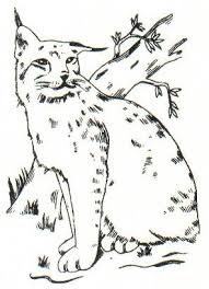 Voir plus d'idées sur le thème animaux, lynx, dessin. File Lynx Lynx Dessin Jpg Wikipedia