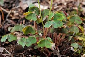 Image result for Oxalidaceae