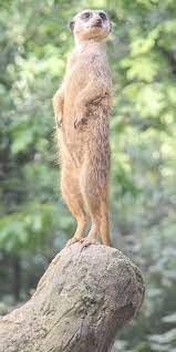 Picture Of A Meerkat Standing Tall Mammal Meerkat Meerkat Ocean Mammal Mammals