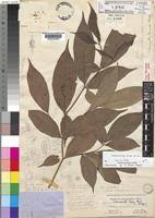 Image result for Tabernanthe