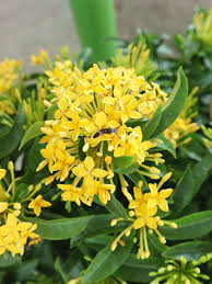 Image result for Ixora fastigiata