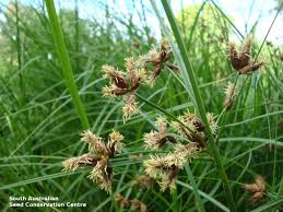 Image result for Bolboschoenus