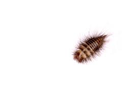Carpet beetles are about 1/8th to 3/16th of an inch in size and look like small, fuzzy worms or little, dark beetles. Carpet Beetles Identification Threats Treatment