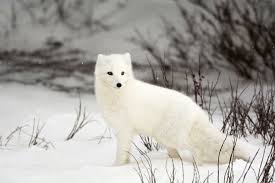 The arctic fox's main predator is the wolf, which will dig into arctic fox dens looking for pups. Living On Earth Searching Out The Arctic Fox