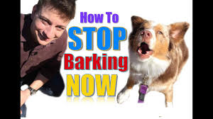 How to keep dog from barking at other dogs. How To Teach Your Dog Not To Bark Humanely And Effectively 3 Things You Can Do Right Now Youtube