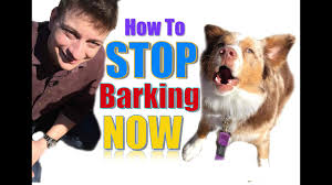 How To Teach Your Dog Not To Bark Humanely And Effectively 3 Things You Can Do Right Now Youtube Does your dog bark when you leave? how to teach your dog not to bark humanely and effectively 3 things you can do right now