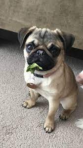 Pin De Jaime Josue Perea Cardona En Pug Perro Pug Bebes Perros Pug Perros Enamorados