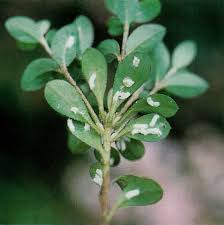 Other signs of infestation are black sooty mold, yellow leaves, and general dieback. Jars V54n3 What Are Those Spots