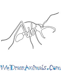 You've found our huge collection of how to draw animals! How To Draw An Army Ant