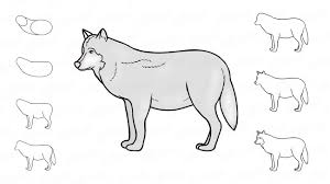 Wir Lernen Wie Einen Wolf Schritt Fur Schritt Zu Zeichnen