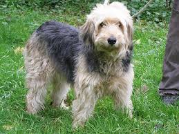 Image result for velký vendéeský hrubosrstý honič