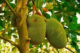 Image result for Artocarpus altilis