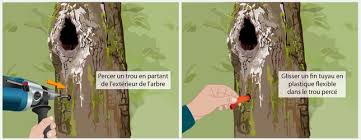 La sève de bouleau est alors appelée « eau de bouleau » en référence à sa couleur limpide et translucide. En Mars Decouvrez La Seve De Bouleau Formation Longue Stage Permaculture Dans Un Jardin Pedagogique En Bourgogne