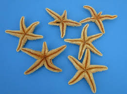Best match ending newest most bids. 10 To 11 3 4 Inches Extra Large Sugar Starfish For Sale Sun Dried