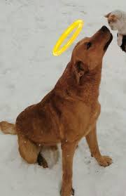 Sari Is An Angel Dog