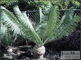 Image result for Eccoptocarpha