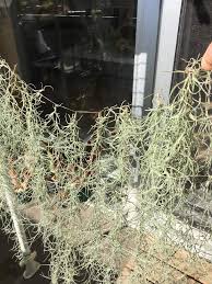 ウスネオイデスの引っ掛け方 こんな方法でやってます Greensnap グリーンスナップ