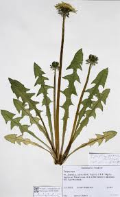 Image result for Taraxacum