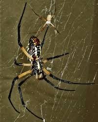They are also found in gardens and eaves on houses and the yellow and black garden spider has many predators including birds, lizards, shrews and a few species of wasps. Male And Female Yellow Garden Spiders In Texas Bugs In The News