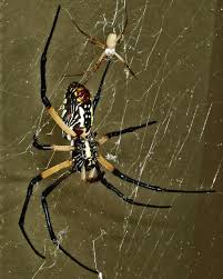 Welcome to the famous dave's garden website. Male And Female Yellow Garden Spiders In Texas Bugs In The News