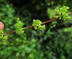 Image result for Synaptolepis alternifolia