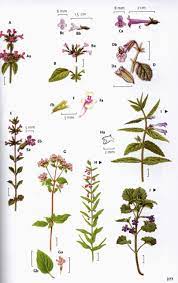 I am often asked which edible wild plant identification books i recommend. The Wild Flower Key Nhbs Field Guides Natural History