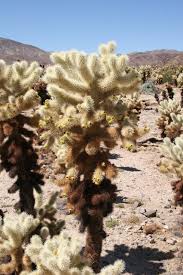 California is home to nine national parks — more than any other state in the country — and each one exhibit a: Cholla Cactus Garden Kakteengarten Im Joshua Tree Nationalpark