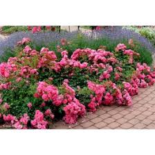 Pink flower carpet rose, photo and design by genevieve schmidt. Flower Carpet R Rose Pink