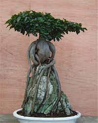 We did not find results for: Ginseng Grafted Ficus Over Rock Bonsai Plants Bonsai Ficus Bonsai