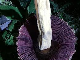 We can also locate florists all over the usa and send flowers for you. Rare Corpse Flower Famous For Its Size And Smell Draws Hundreds To Nc State Cbs 17