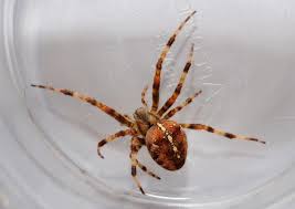 Common spider bites look like any other insect bite. Woman Dies After Bite From False Widow Spider Europe Gulf News