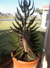 Mother Of Thousands Kalanchoe Daigremontiana This Is A Great Kalanchoe It Is A Succulent That Thrives With Sun And Very We Flower Spike Umbel Large Flowers