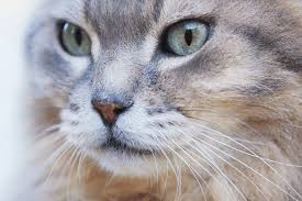 ‪Keeping Cats Safe: Why Indoor Living Matters - Animal Welfare League NSW‬‏