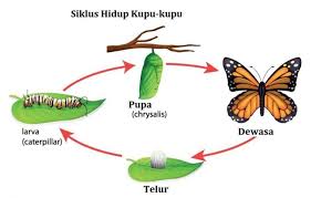 ✓ gratis untuk komersial ✓ tidak perlu kredit ✓ bebas hak cipta. Metamorfosis Kupu Kupu Gambar Penjelasan Lengkap