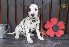 Dalmatian puppies are the cutest, but are they the right dog for you? Rover Dalmatian Puppy For Sale In Lykens Pa Happy Valentines Day Happyvalentinesday2016i