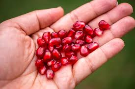 Going to do an experiment where i see if it's possible to grow pomegranate trees outside in the winter. How To Plant Pomegranate Seeds Garden Eco