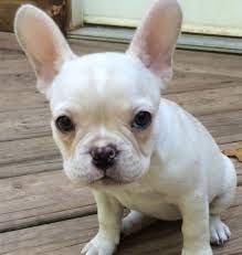 All of the puppies pictured in this section are available puppies in our store! Akc Registered French Bulldog Puppies Abbot For Sale Maine Pets Dogs