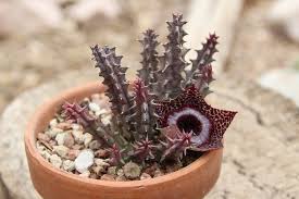 Image result for Huernia leachii