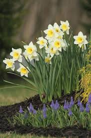 Water if the season has been dry, and deadhead as needed. All About Daffodils