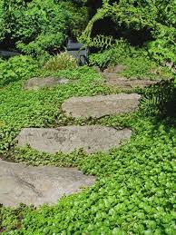 15 Beautiful Plants And Ground Cover For Garden Pathways Styles Decor Bodendecker Pflanzen Garten