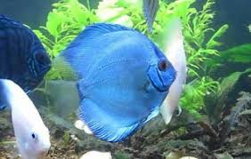 Unlike other cichlid species discus is a peaceful and good tempered one. Discus Freshwater Fish Species Tank Facts