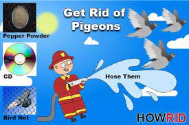 The birds always return once the threat is gone. Get Rid Of The Pigeons 14 Home Solutions And Four Precautionary Measures Pest Wiki