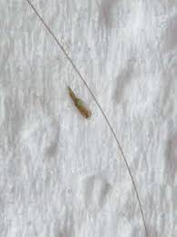 Saubere Kopflaus
