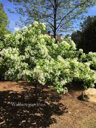 For The Deer Resistant Garden Chionanthus Retusus Chinese Fringe Tree Use As An Understory Tree Deer Resistant Garden Fringe Tree Garden Trees