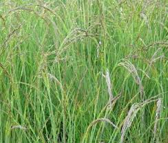 Als sehr langlebiges und widerstandsfähiges gras für trockene standorte bietet sich das ziervolle blaugras (sesleria) an, genauso wie die aufrecht wachsende hirse (panicum) mit ihrem luftigen aussehen. Graser Fur Trockene Sonnige Standorte Hier Stellen Wir Ihnen Einige Besonders Trockenheitsvertragliche Graser Vor Die Sich In 2021 Gras Standort Sonniger