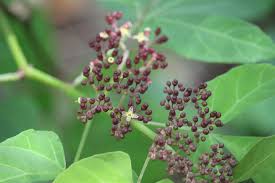 Image result for Cyphostemma hypoleucum