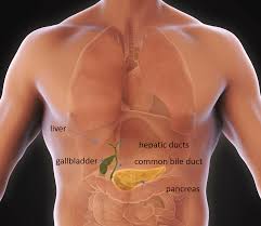 Image result for Gall Bladder