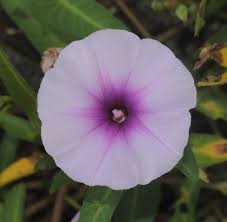 Image result for Ipomoea aquatica